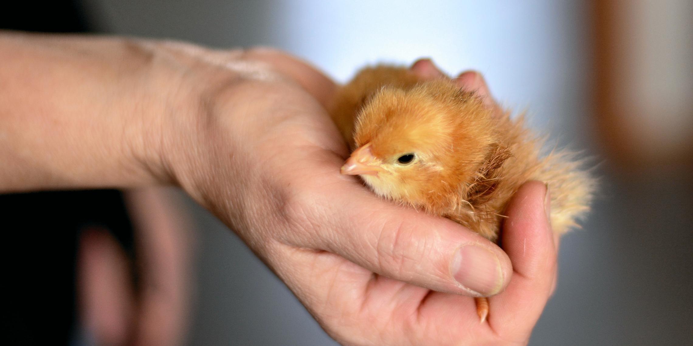chicks-3974791_by_congerdesign_pixabay_pfarrbriefservice(1)
