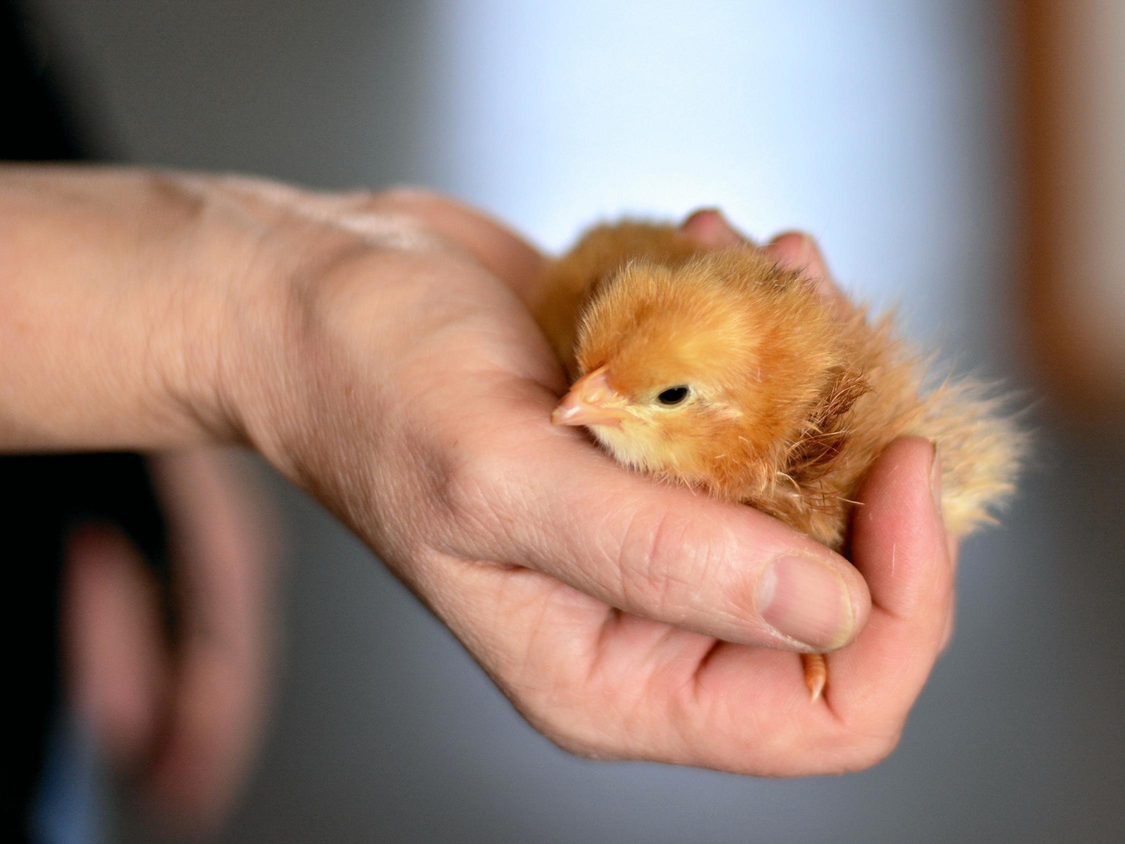 chicks-3974791_by_congerdesign_pixabay_pfarrbriefservice(1)
